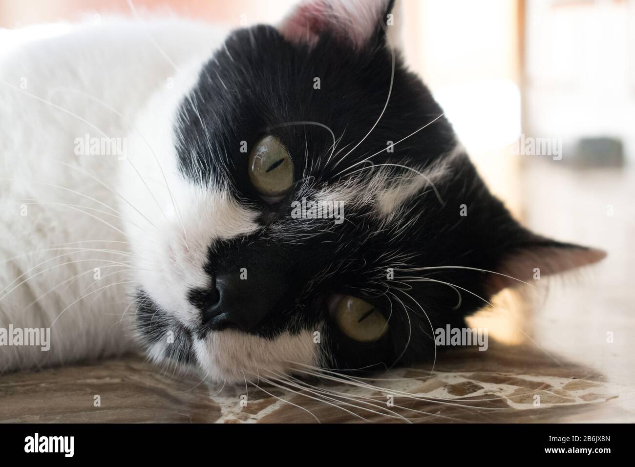 Porträt einer auf dem Boden liegenden Katze mit Blick auf die Kamera Stockfoto