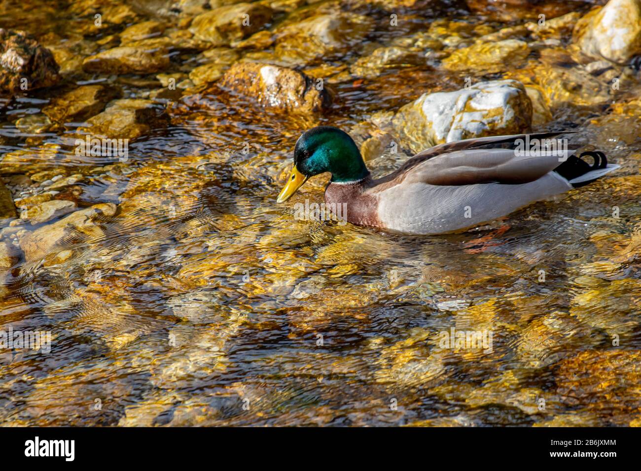 Einsame Ente im Fluss, nah dran Stockfoto