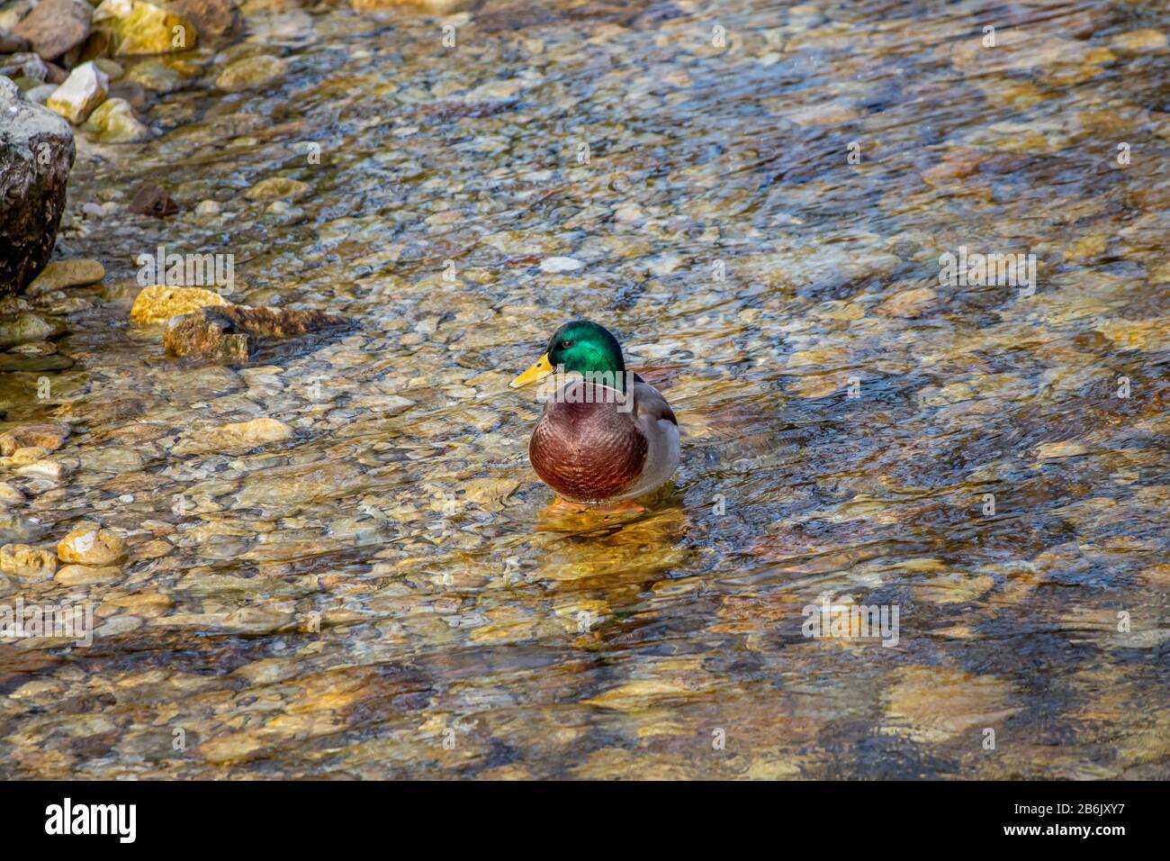 Einsame hübsche Ente im Fluss Stockfoto