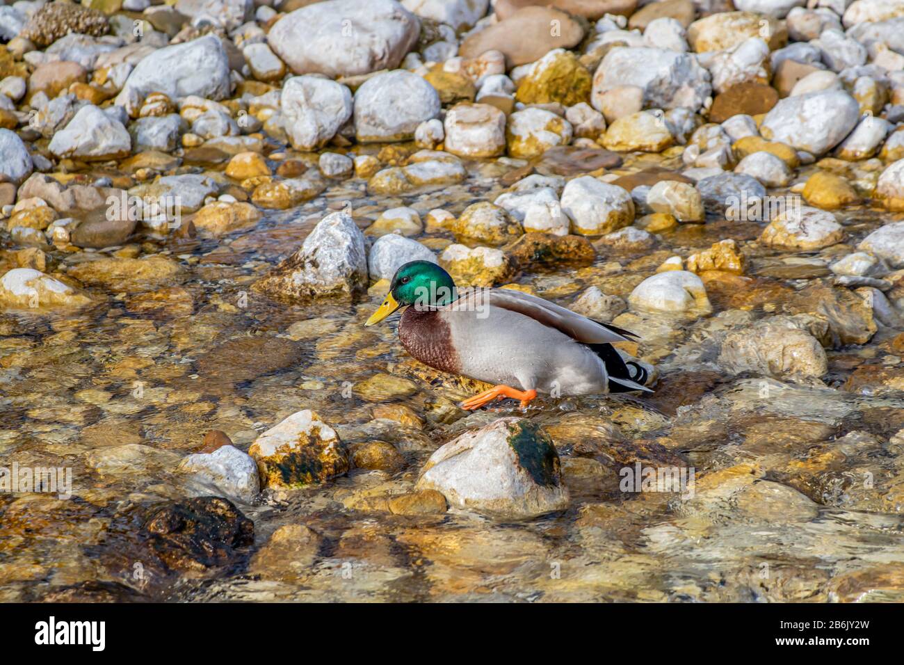 Einsame Ente im Fluss Stockfoto