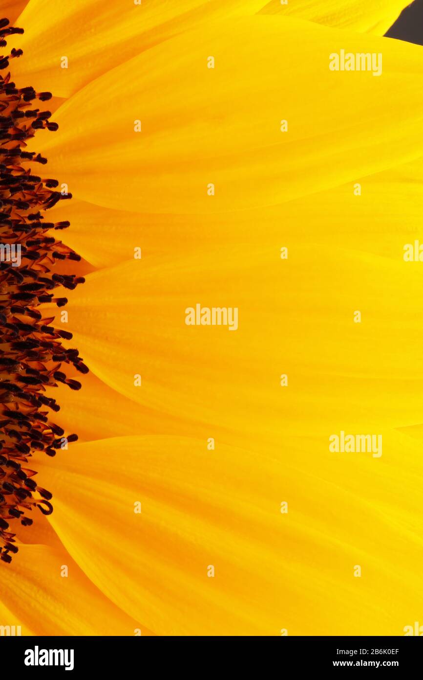 Sunlower blüht buntes Naturpflanzen Nahaufnahme Makrofoto Stockfoto