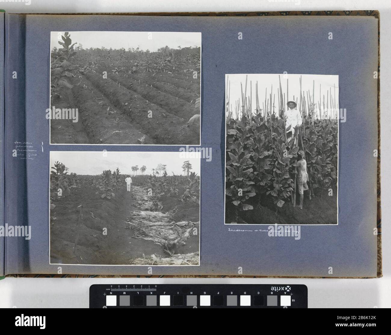 Im Sturm verwüsteten Felder der Tabakfarm Boeloe Tjina auf Sumatra Onderdeel van Reisalbum traf Foto's van betdrijvigheid en beziens Stockfoto