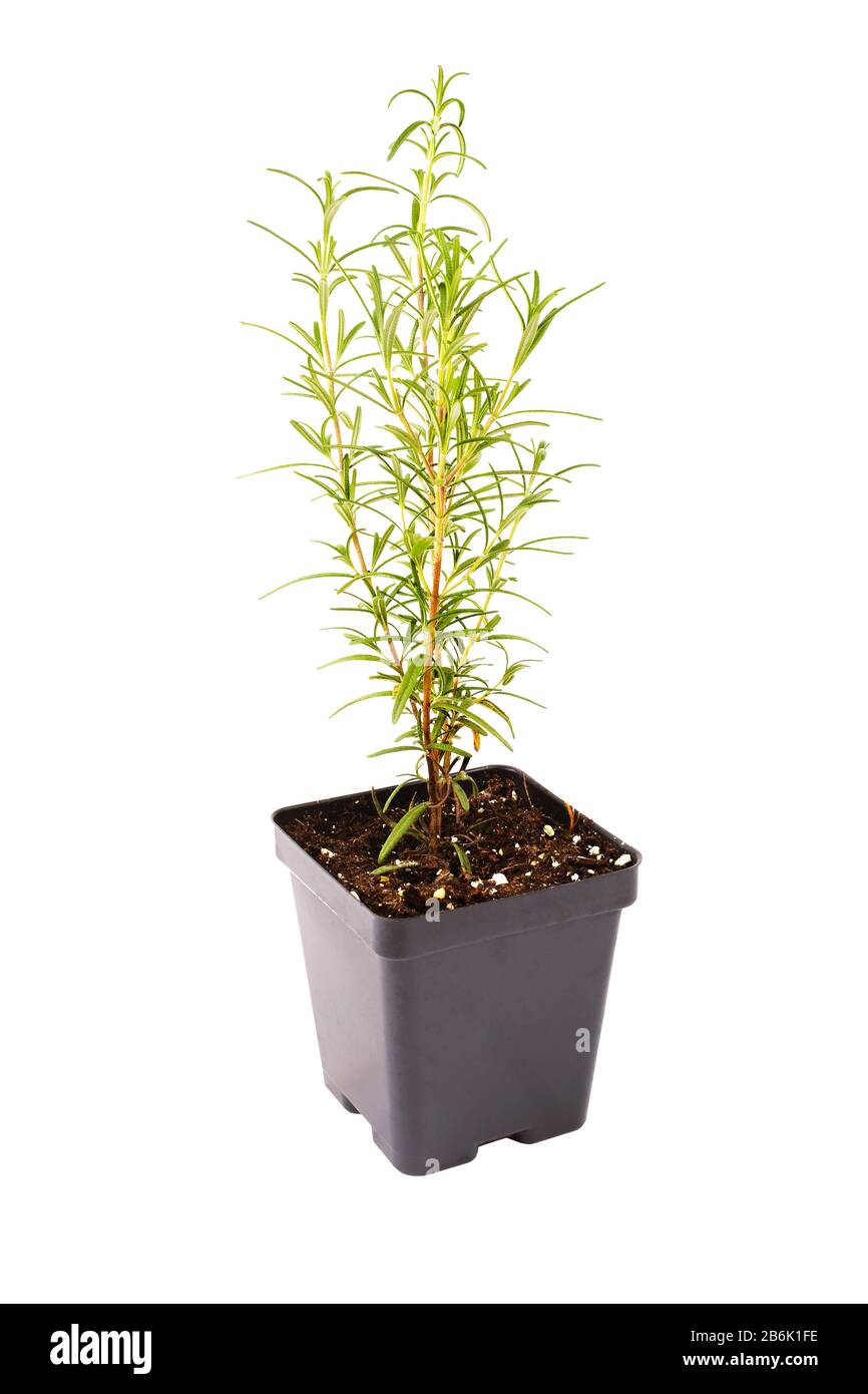 Auf Weiß verwachsenes, auf dem Gewächshaus angebautes Rosmarinenkraut. Stockfoto Auf Weiß verwachsenes, auf dem Gewächshaus angebautes Rosmarinenkraut. Stockfoto