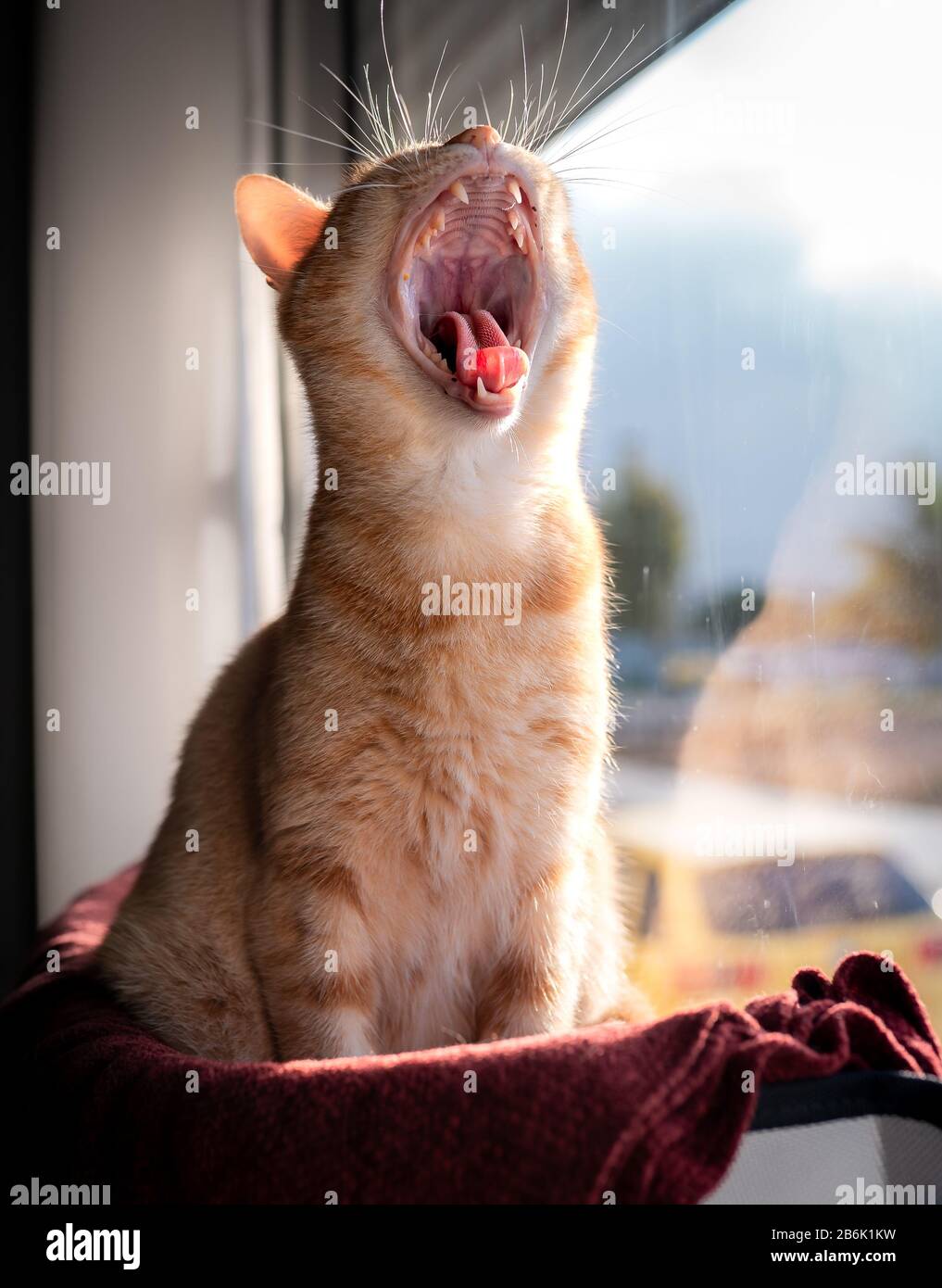 yawning kitty hammock