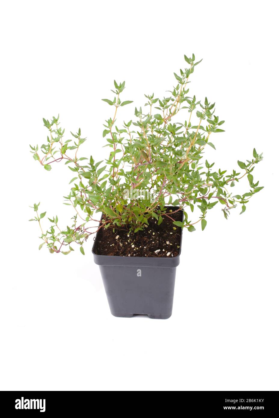 Auf Weiß isoliertes, auf dem Gewächshaus angebautes Topfthymkraut. Stockfoto Auf Weiß isoliertes, auf dem Gewächshaus angebautes Topfthymkraut. Stockfoto