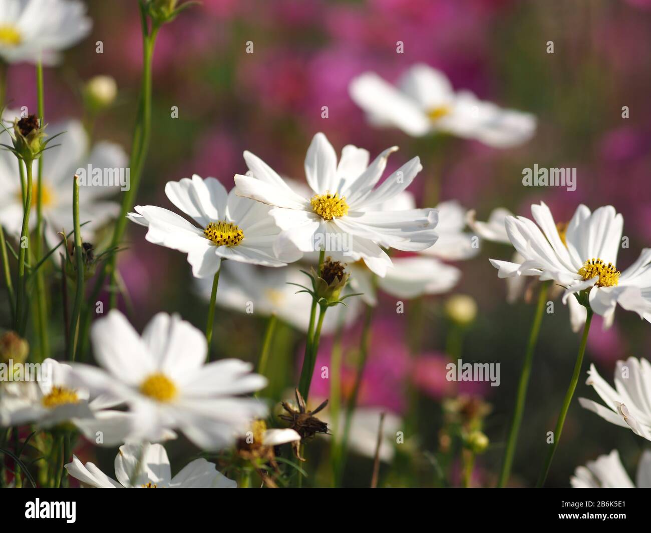 Weiße Farben Schwefel Cosmos, mexikanische Aster Blumen blühen schön im Garten, verwischt vom Naturhintergrund Stockfoto