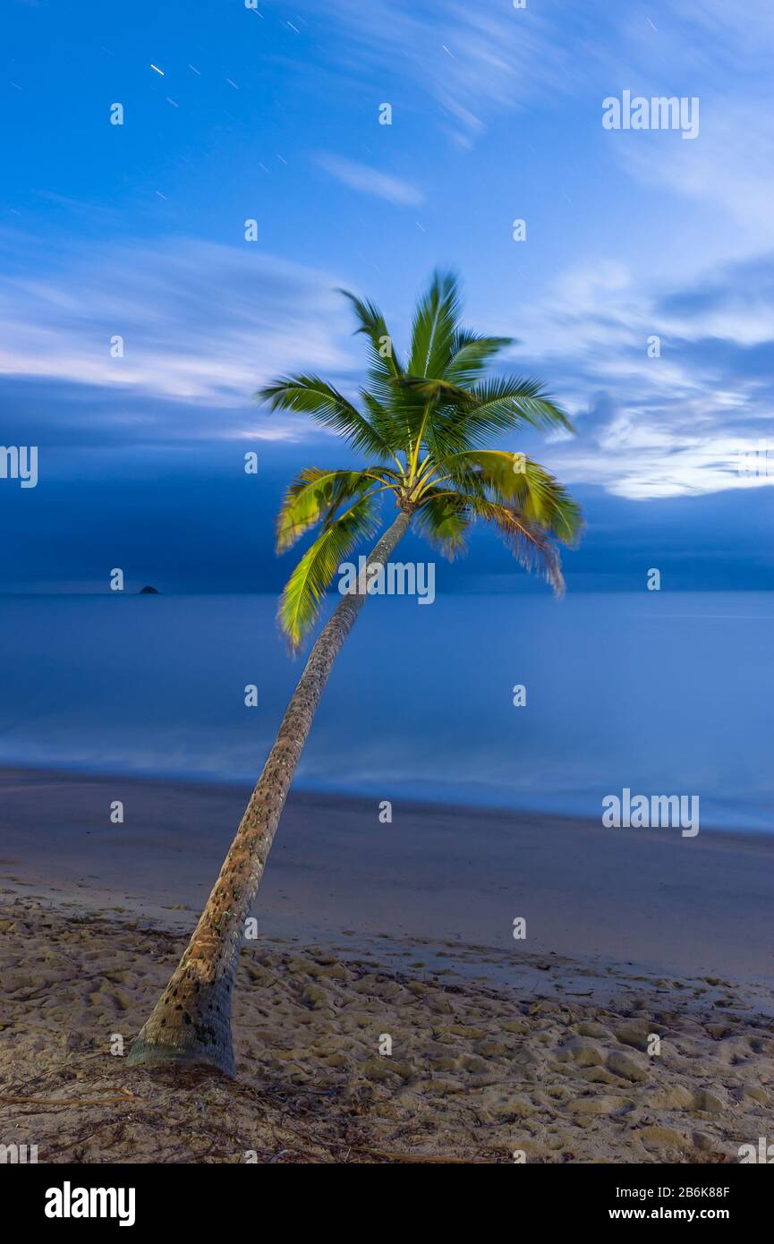 Eine einzige Kokospalme mit Blick auf den Pazifischen Ozean in der ikonischen tropischen Umgebung von Clifton Beach in Queensland, Australien. Stockfoto