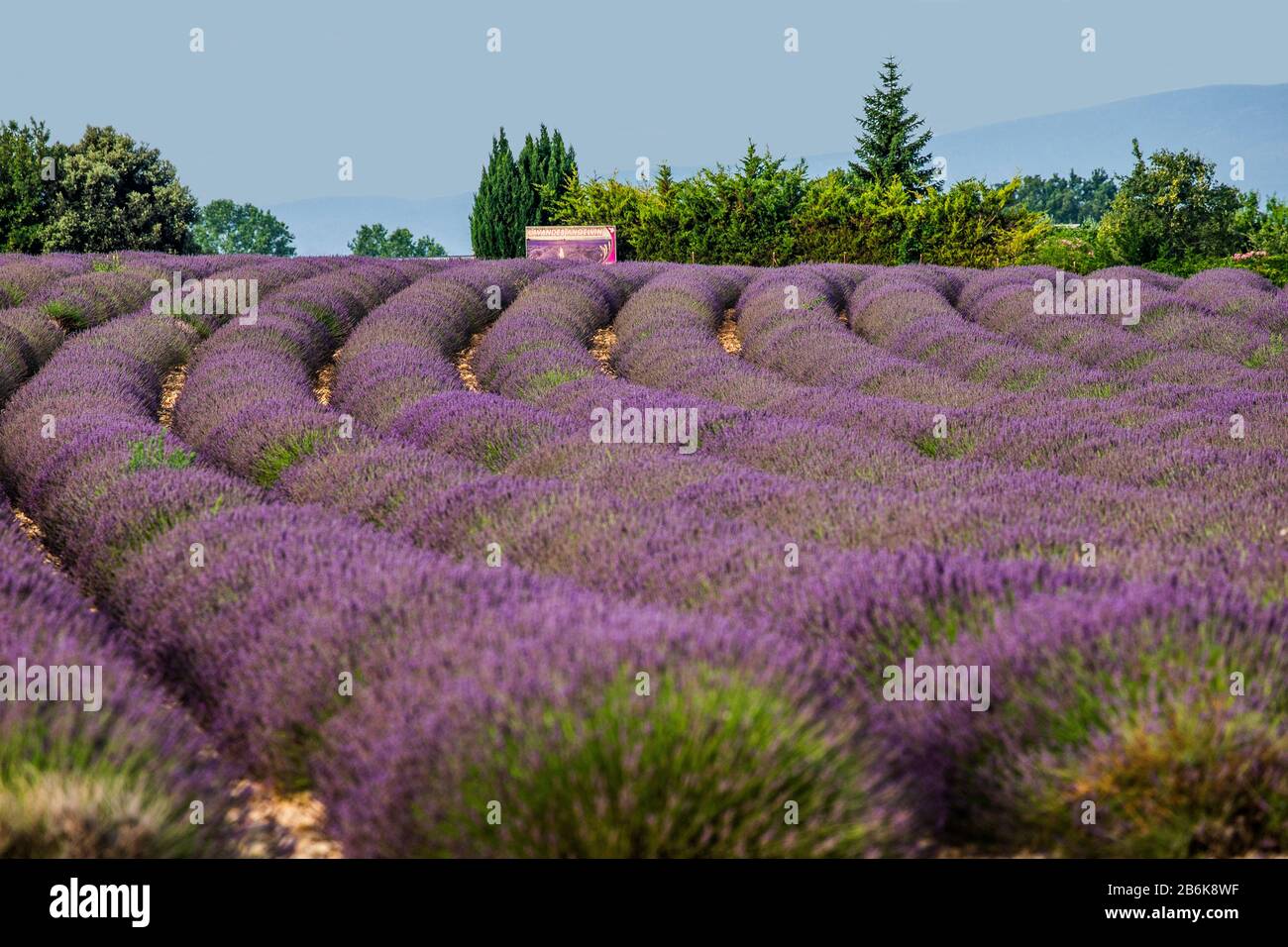 PLATEAU VALENSOLE, FRANKREICH - 09. JULI 2019: Dorfhaus unter den Lavendelfeldern. Juli 2019 In Frankreich. Hochebene Valensole. Stockfoto