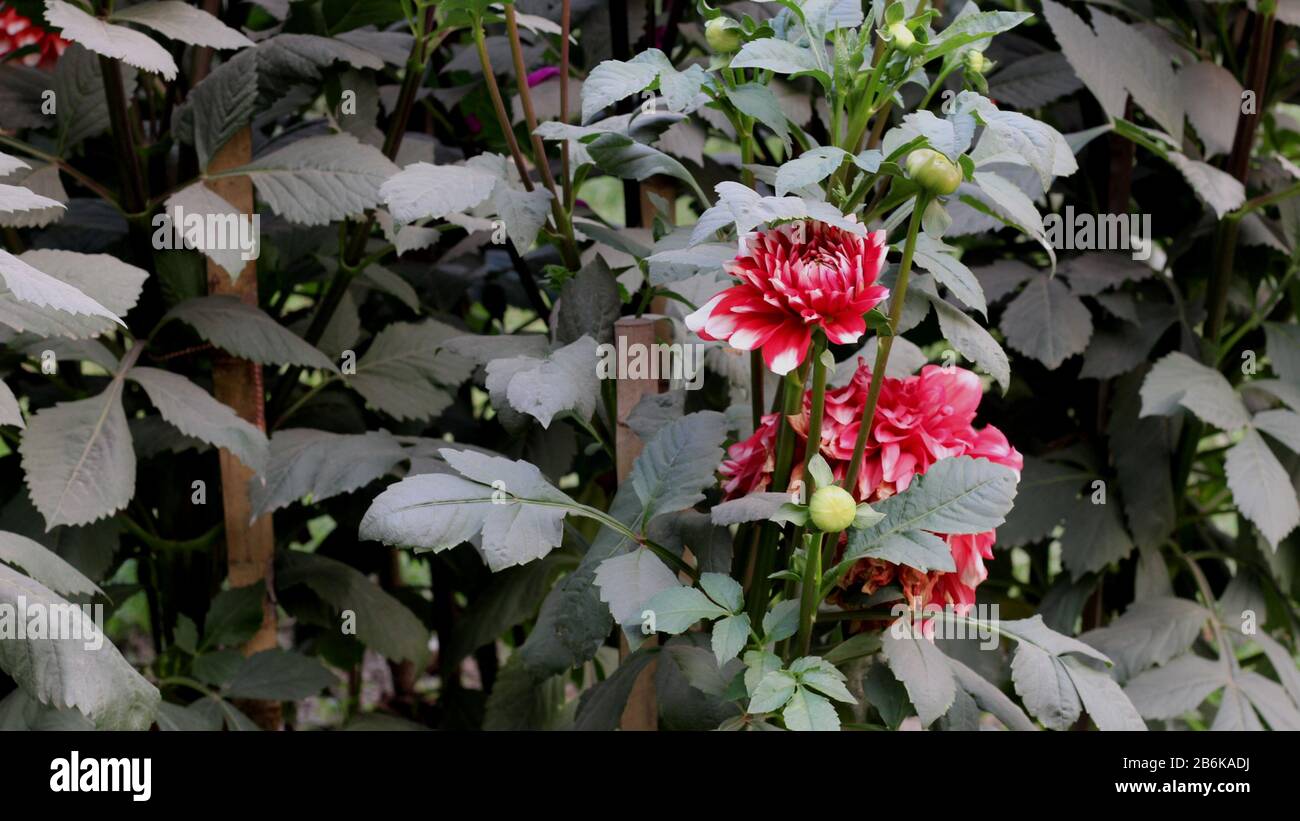 Hochwertige, Pinkfarbene Dahlia Folower Stockfoto