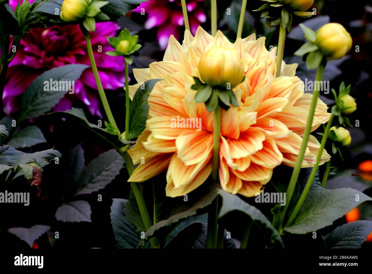 Hochwertige gelbe Dahlienblüte Stockfoto