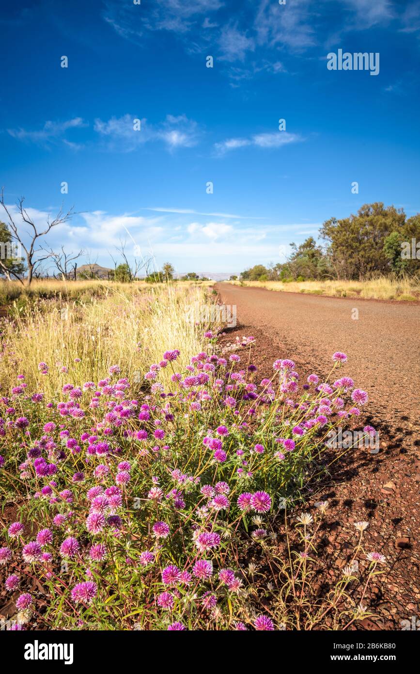 Blick tief entlang der Bitumenstraße und der fernen ariden Umgebung von Karajini in Western Australia mit bunten, Wüstenblumen am Straßenrand. Stockfoto