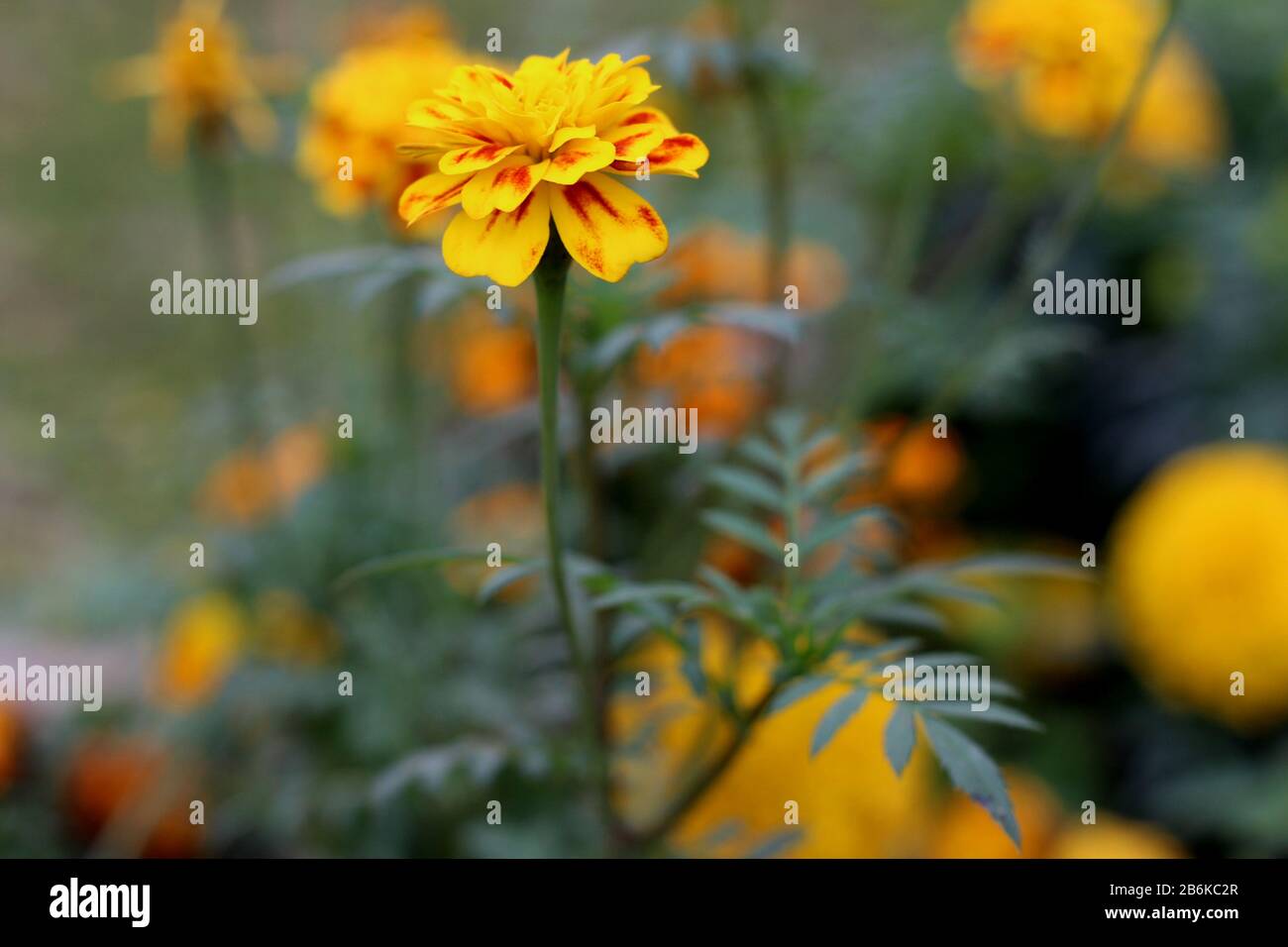 Hochauflösende Xenia Blume Im Garten Stockfoto