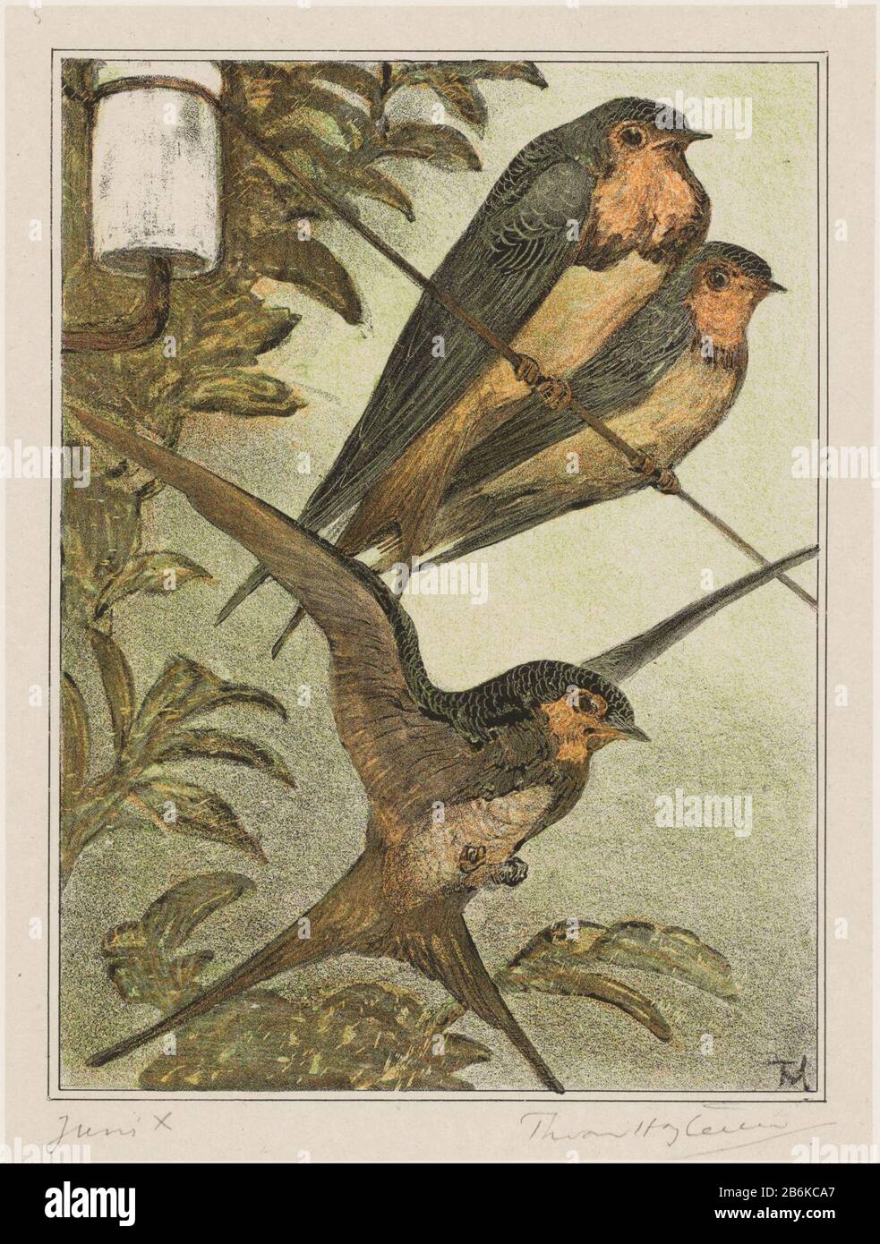Drei Schwalben Zwei Schwalben, die auf einem Draht sitzen. Darunter schwebt eine Taube mit Flügeln gepreid. Hersteller : Druckhersteller Theo van Hoytema (persönlich unterzeichnet) Datum: 1878 - 1910 Physikalische Eigenschaften: Farblithograph auf Chineskollé; Proofing Material: Papierkochkollé Technik: Farblithograph (Prozess) Abmessungen: Bild: H 222 mm × W 168 mmblad: H 425 mm × W 302 mmToelichtingMiete ist ein Nachweis für das Kalenderblatt Juni 1910. Betrifft: Lied-Vögel: Schwalbe Stockfoto