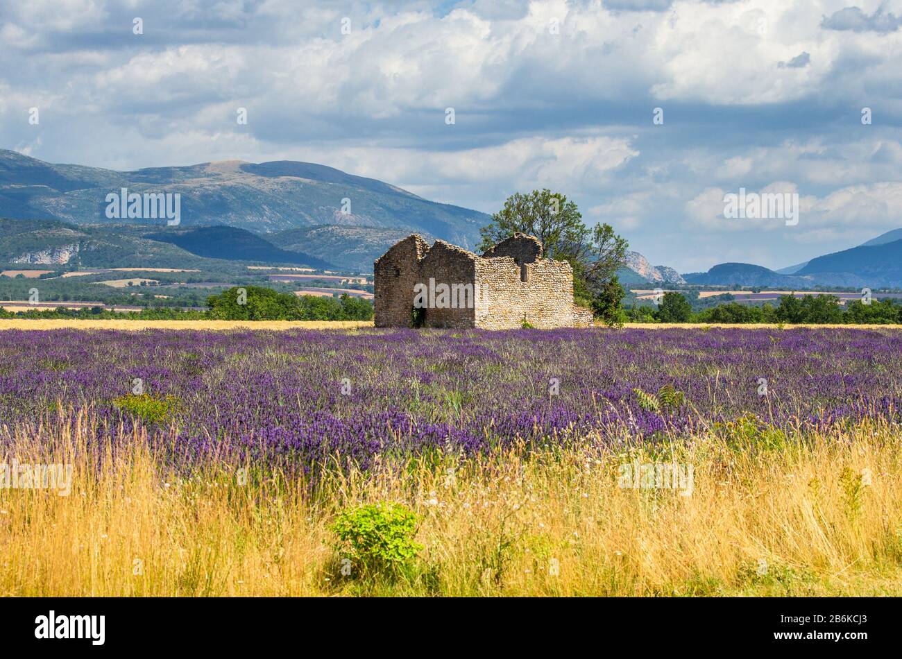 Ruinen eines alten rustikalen Steinhauses auf einem Lavendelfeld vor der Kulisse der Berge und eines schönen Himmels mit Wolken. Stockfoto