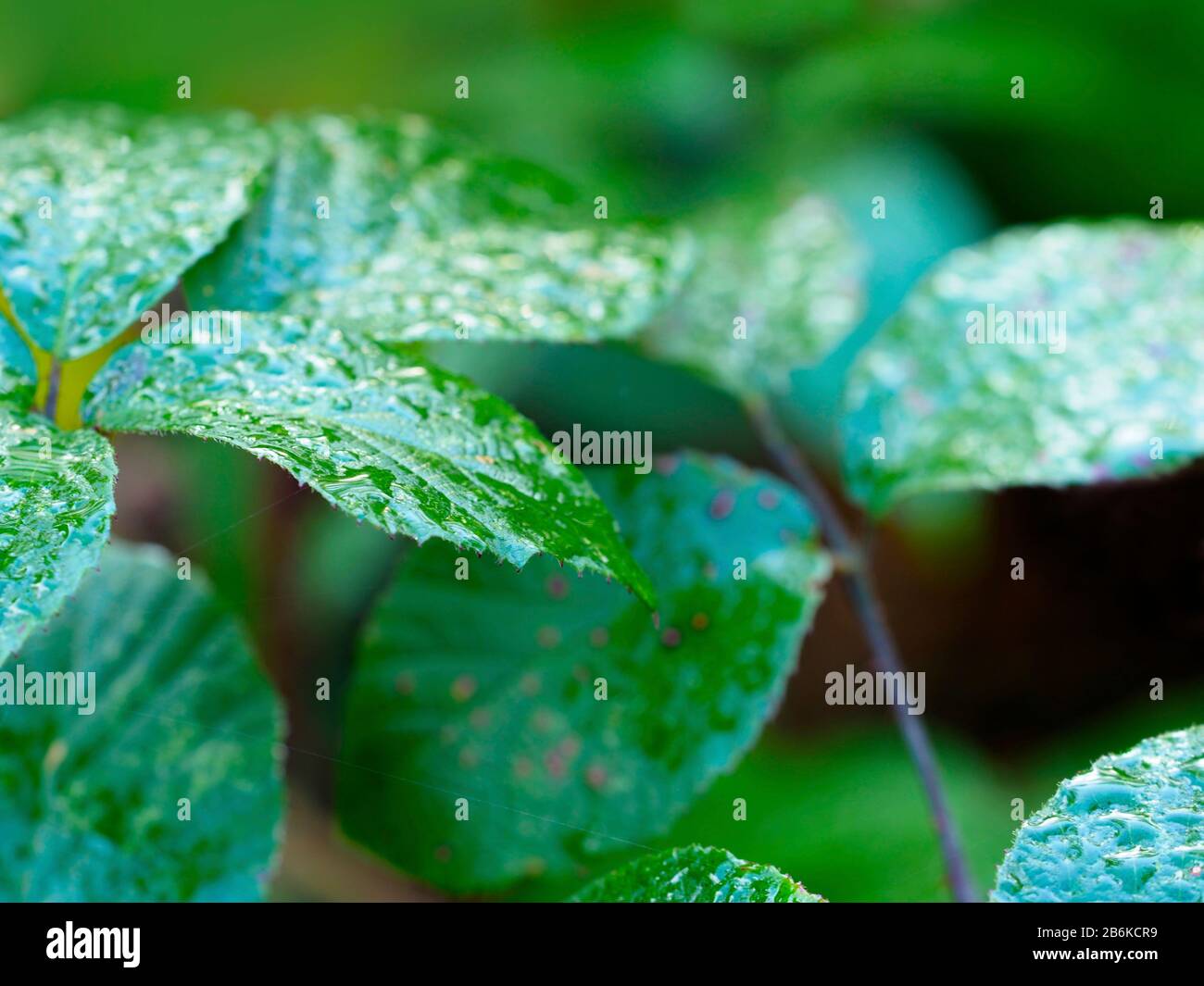 Blätter mit Regenwassertropfen, Denge Woodlands, Kent UK Stockfoto