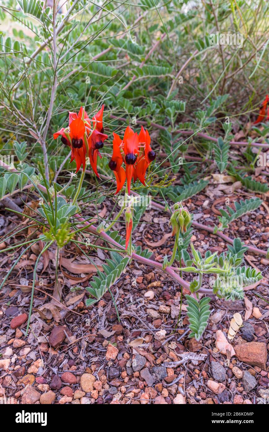 Sturts Wüsten-Erbsen sind wunderschöne endemische australische Wüstenblumen in der Nähe von Tom Price in Western Australia. Stockfoto