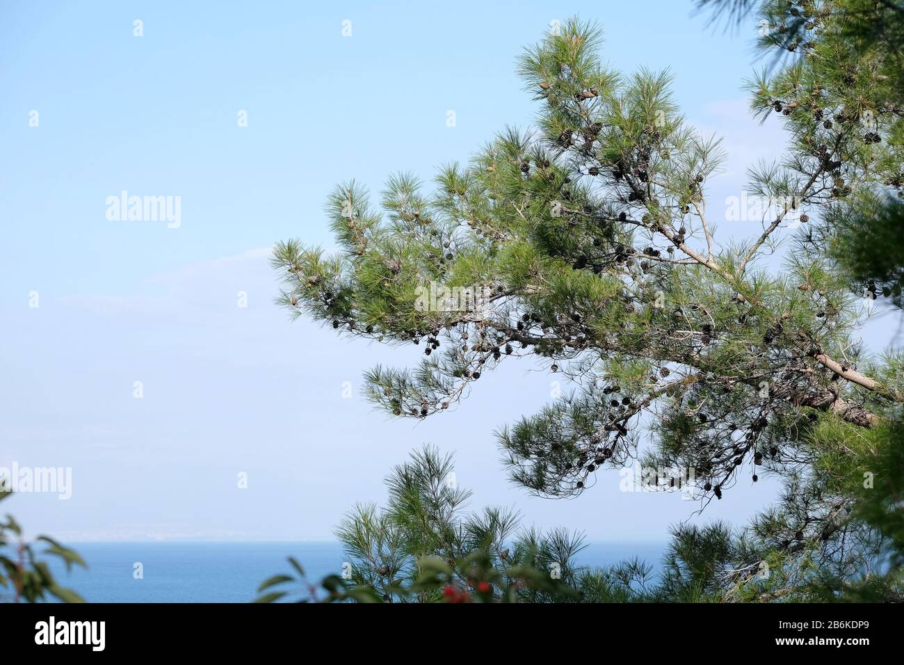 Schöne Landschaft mit ruhigem Mittelmeer und Gebäuden der Stadt Antalya an der Skyline, Blick von hängenden Kiefernzweigen von Nadelwäldern Stockfoto