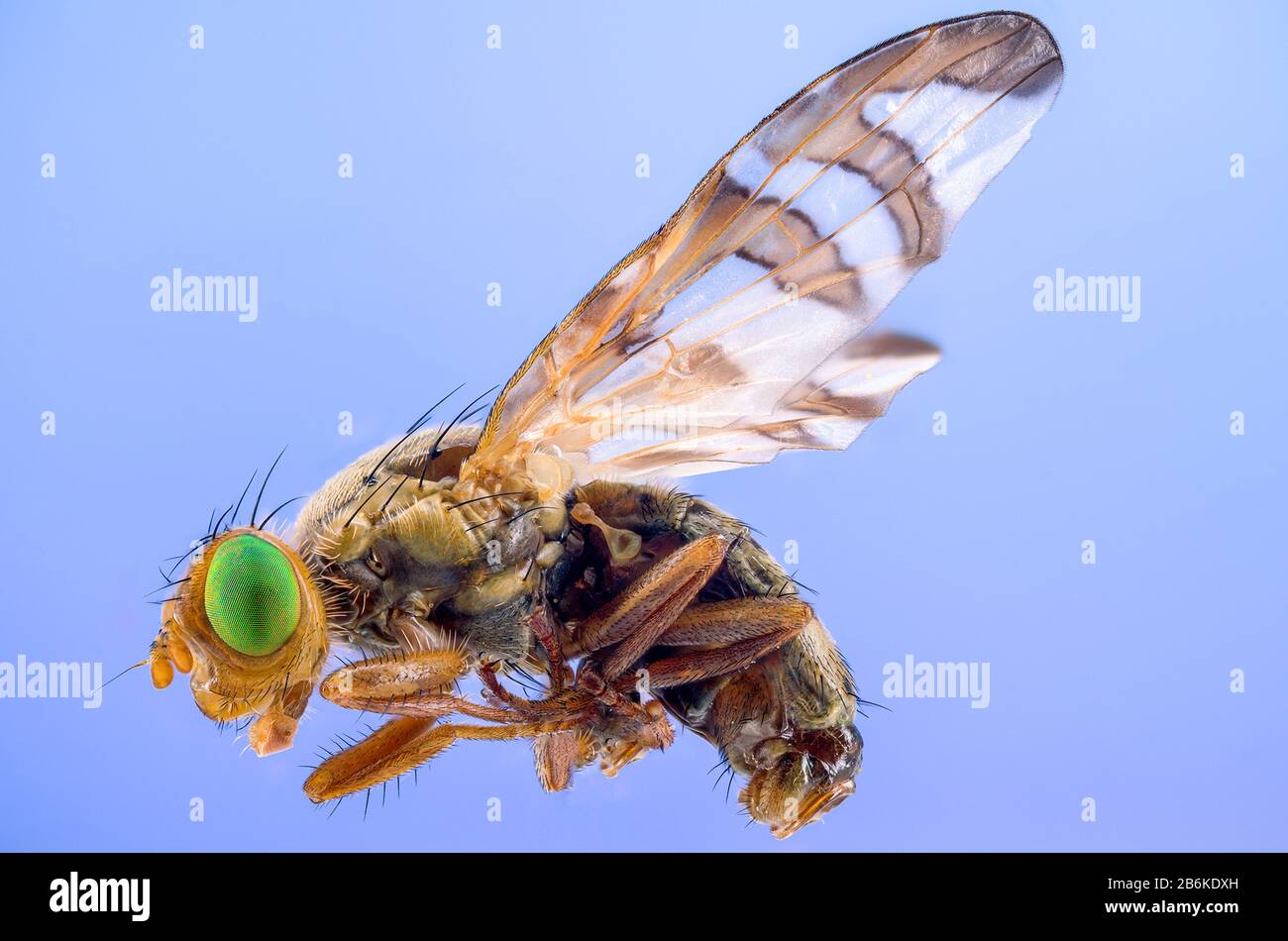 Kirschblüte, Europäische Kirschblüte (Rhagoletis cerasi), Kirschblüte, mikroskopische Abbildung, Originalgröße der Fliege 6-10 mm, Deutschland, Bayern, Ammergebirge, Alpenvorland Stockfoto