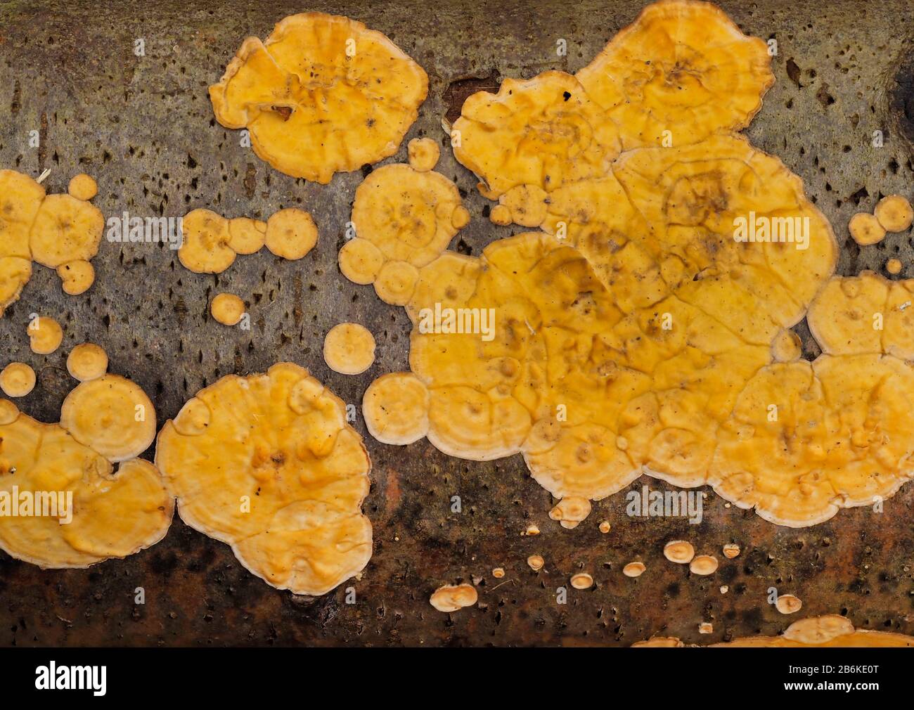 Rosenkreuzpilz, Peniophora incarnata, East Blean Woodlands, Kent UK, gestapeltes Bild Stockfoto