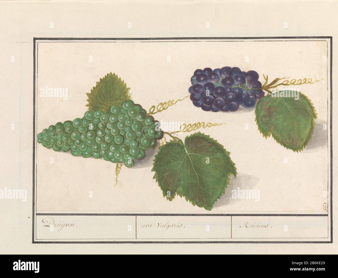 Grape (Vitis vinifera) Druijven uva Vulgaris Rosinen (Titelobjekt) Grüne und blaue Trauben. Oben rechts mit 155 nummeriert. Teil des zweiten Albums mit Zeichnungen von Blumen und Pflanzen. Neunte von zwölf Alben mit Zeichnungen von Tieren, Vögeln und Pflanzen sind um 1600 bekannt, die in Auftrag von Kaiser Rudolf II. Angefertigt wurden Mit Notizen auf Niederländisch, Latein und Frans. Hersteller: Künstler: Anselm Boëtius der Boodt-Künstler: Elias Verhulst Ort Herstellung: Künstler: Prager Künstler: Delft dating: 1596 - 1610 Physische Merkmale: Pinsel in Aquarell und Körperfarbe in Farbe über schwarzer Kreide erhöht mit weißem Körper, Handschrift Stockfoto