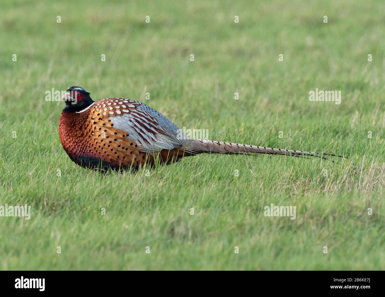 Fasan, Phasianus colchicus, Male, Elmley Nature Reserve, Kent UK Stockfoto