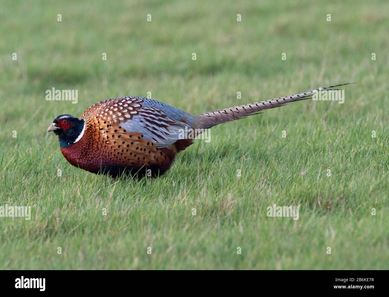 Fasan, Phasianus colchicus, Male, Elmley Nature Reserve, Kent UK Stockfoto