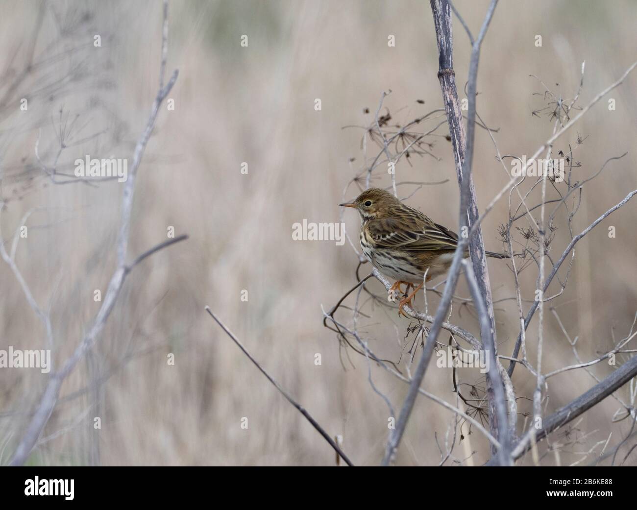 Meadow Pipit, Anthus pratensis, in Strauch, Elmley Nature Reserve, Kent UK Stockfoto