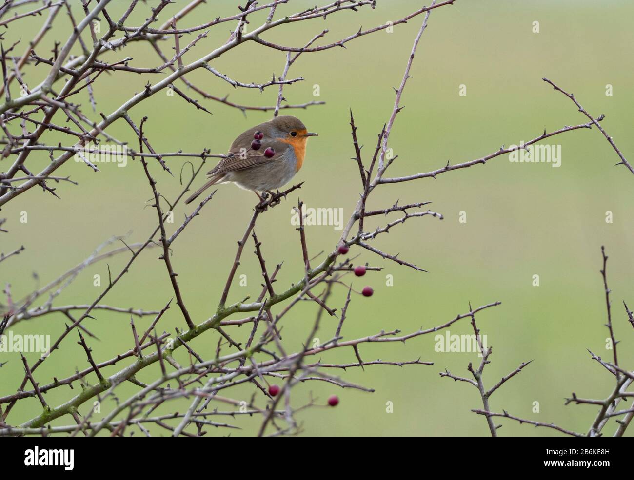 Robin, Erithacus rubecula, Elmley Nature Reserve, Kent UK, fluffed up perched in Bush Stockfoto