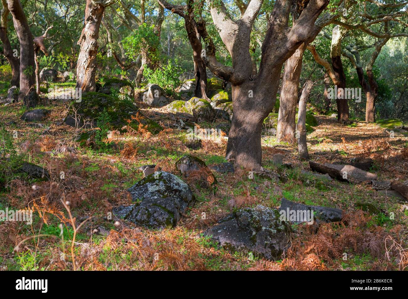 Korkeiche (Quercus suber), Korkeichen an der Serra de Monchique, Portugal, Algarve Stockfoto