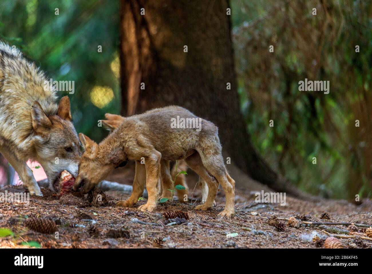Europäischer grauer Wolf (Canis lupus lupus), Erwachsene mit Jungtiere, Deutschland Stockfoto