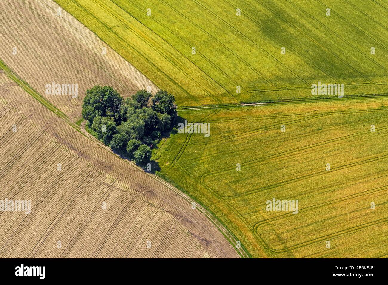 , Baumgruppe zwischen Maisfeldern, 06.06.2014, Luftbild, Deutschland, Nordrhein-Westfalen, Ruhrgebiet, Datteln Stockfoto