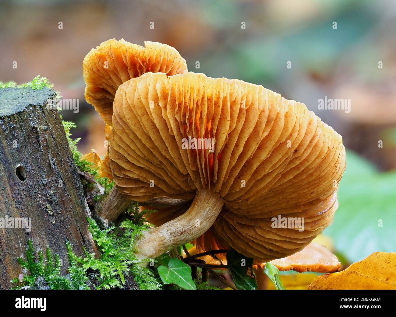 Waxcap Pilze, die Unterseite von Kiemen zeigen, Hygrocybe sp, West Blean Woodlands, KENT UK, gestapelt Focus Stockfoto