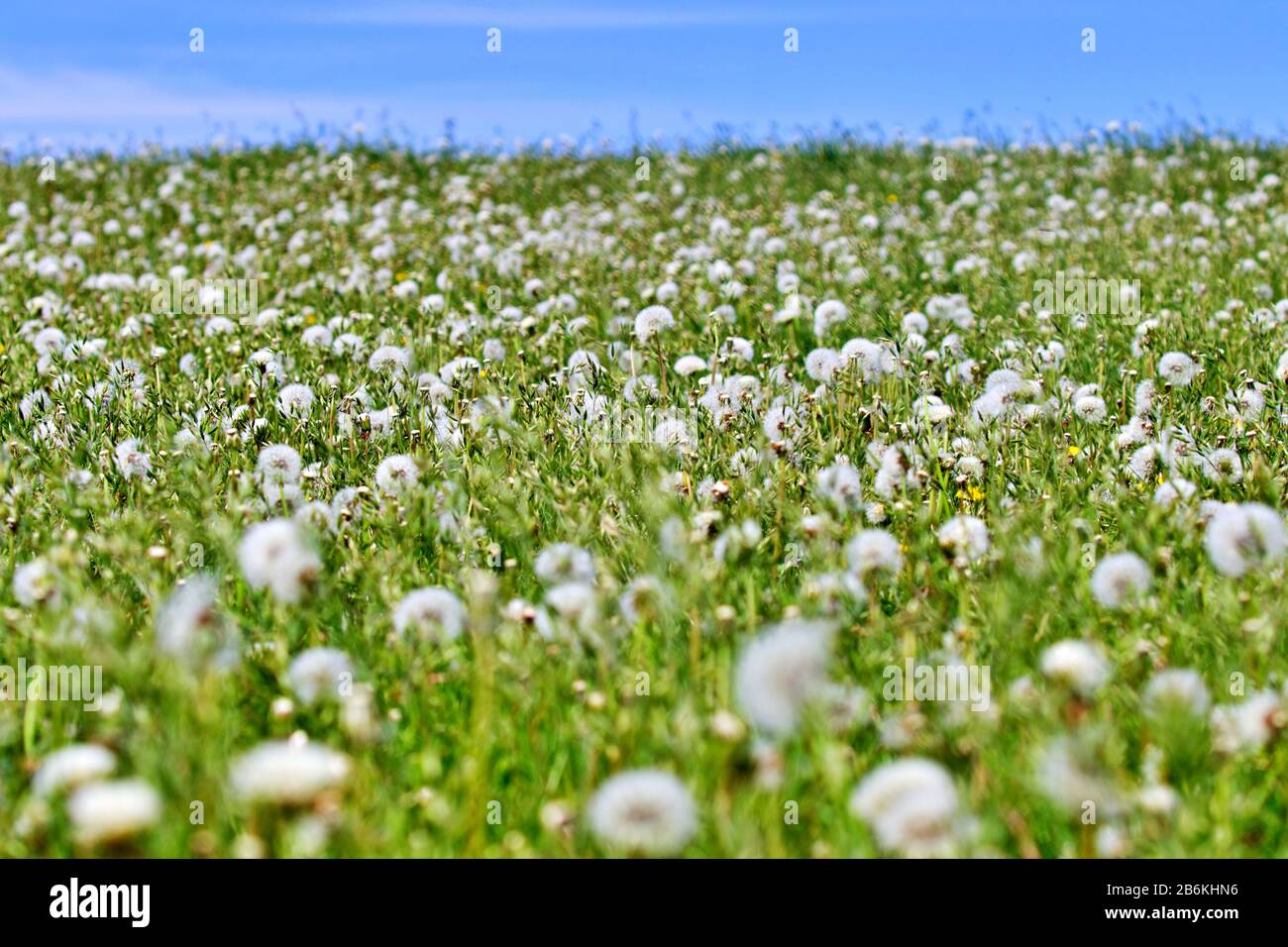 Riesige Dandelionenwiese Stockfoto