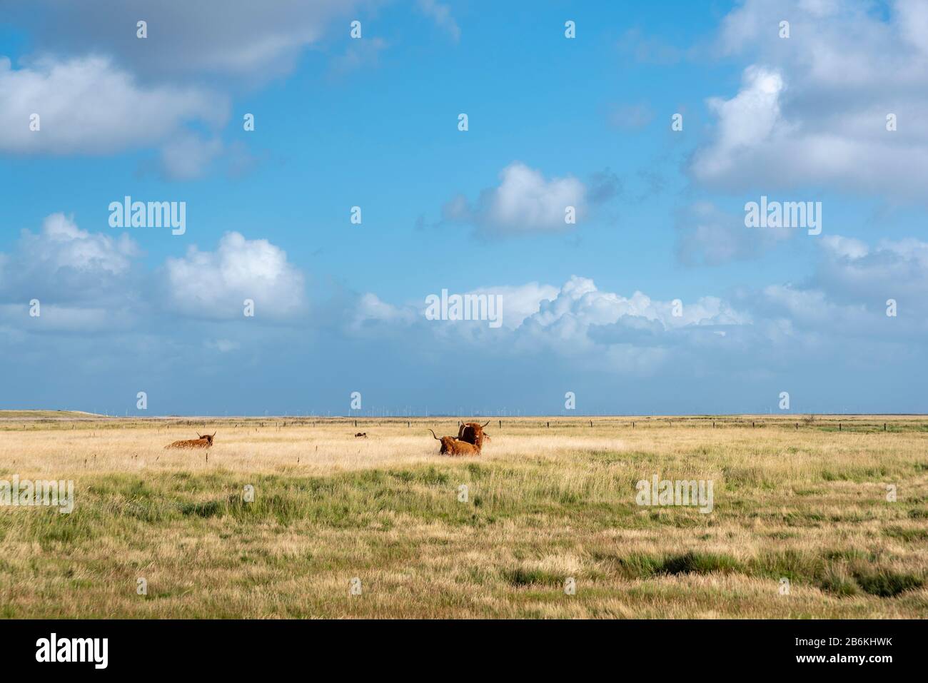 Landschaft mit Salzwiesen und schottischem Hochlandrind, Sankt Peter-Ording, Nordsee, Schleswig-Holstein, Deutschland, Europa Stockfoto