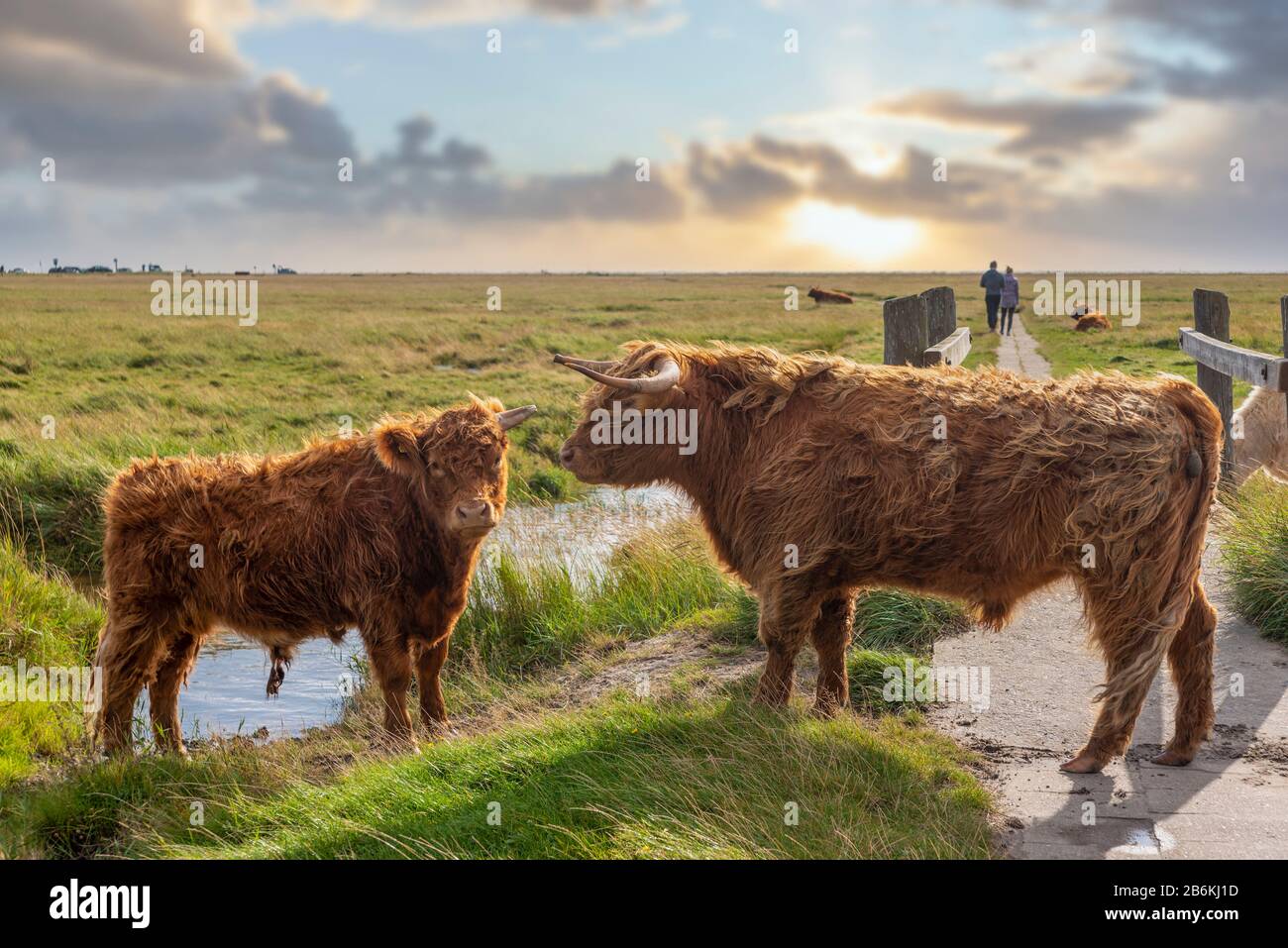 Schottische Hochlandkatzen in den Salzwiesen, Sankt Peter-Ording, Nordsee, Schleswig-Holstein, Deutschland, Europa Stockfoto