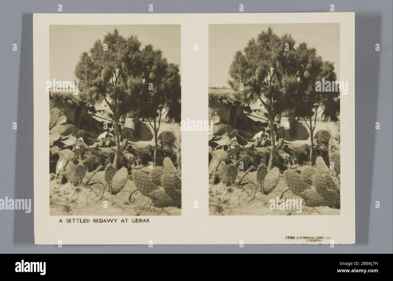 Serie über die Ausgrabungen der britischen Archäologen Gerald Harding und Flinders Petrie bei Tell Jamme in dem damaligen britischen Mandat Palestina. Hersteller : Fotograf: Anonymer Herausgeber: Camera Copes Ltd. (Denkmalgeschütztes Gebäude) Herausgeber: Coronet Camera Co. (Auf dem Objekt Abgebildet) Ort Herstellung: Fotograf: Palestine Herausgeber: London Herausgeber: Birmingham Datum: 1926 - 1927 Material: Fotopapier Technik: Gelatine Silberdruck Abmessungen: Hauptträger: H 83 mm × W 115 mm Betreff: Pflanzen und Kräuter: Cactussgrabung  Archäologie wo: Sagen Sie JamméPalestina Stockfoto