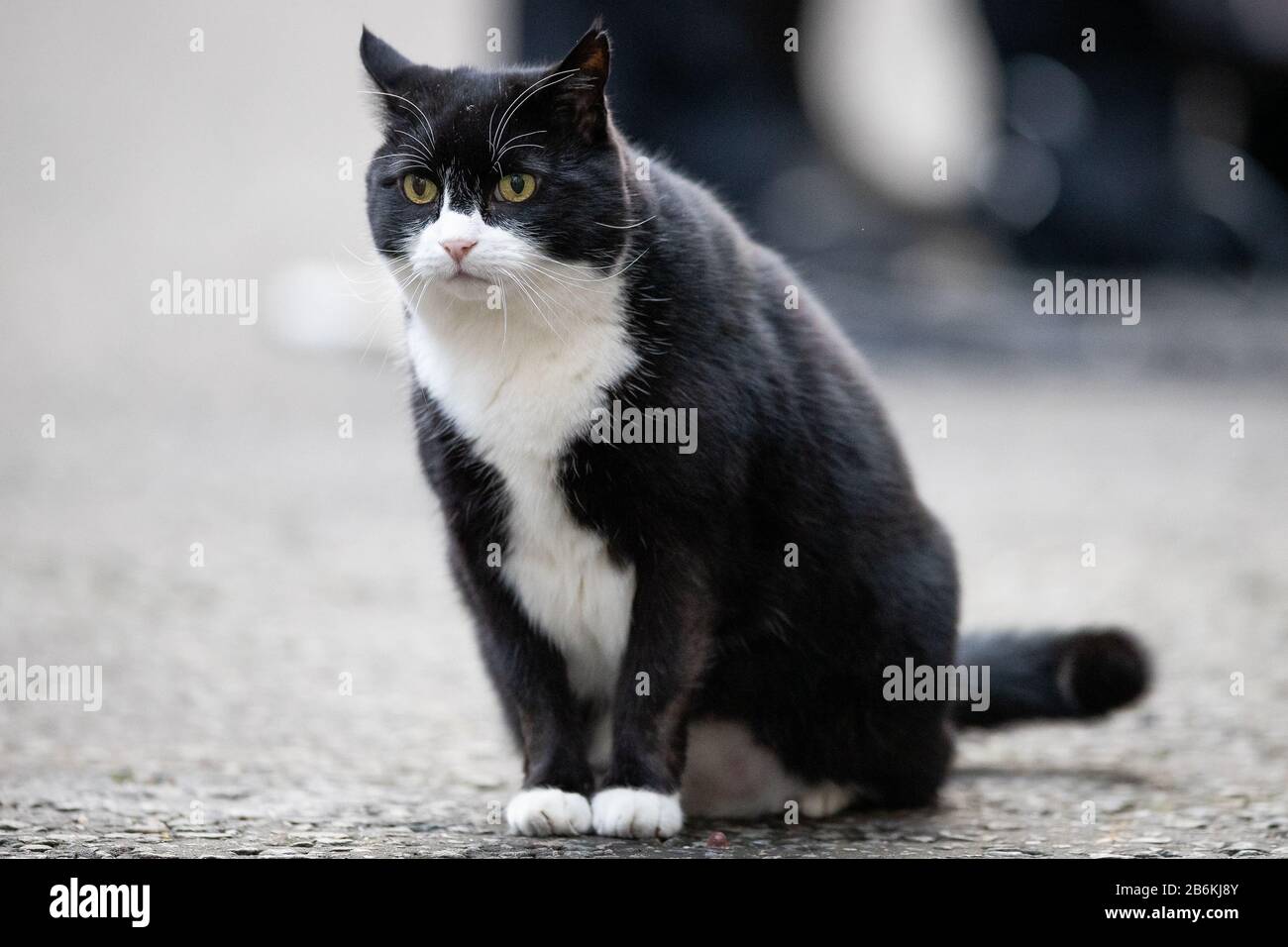 Larry, die Katze vor der 11 Downing Street, London, als Kanzler Rishi Sunak ins Unterhaus geht, um sein Budget zu liefern. Stockfoto