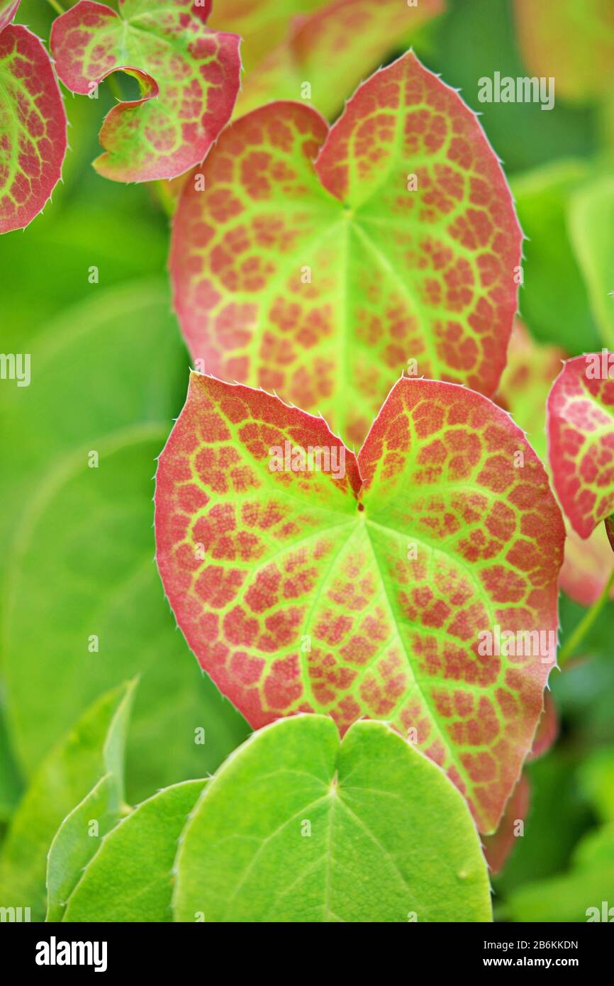 rote und grüne Blätter Stockfoto