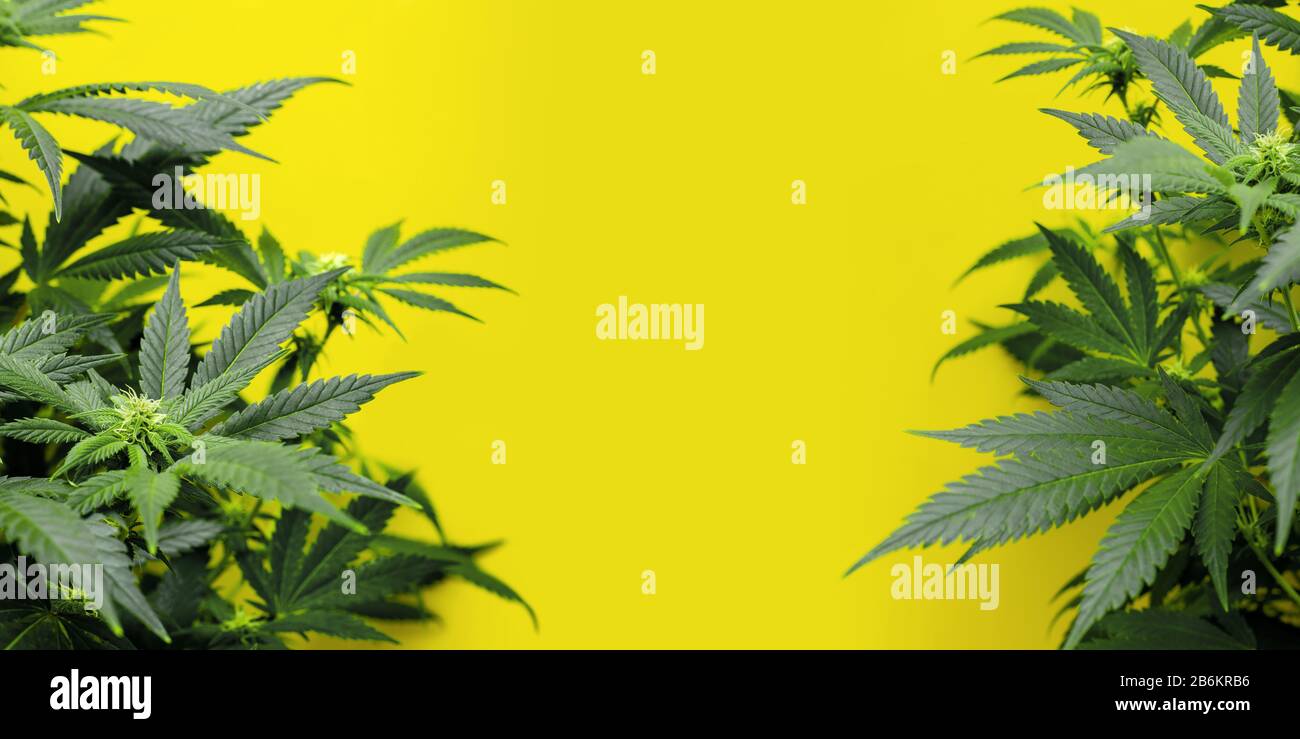 Gelber Hintergrund mit Marihuana-Pflanzen Stockfoto