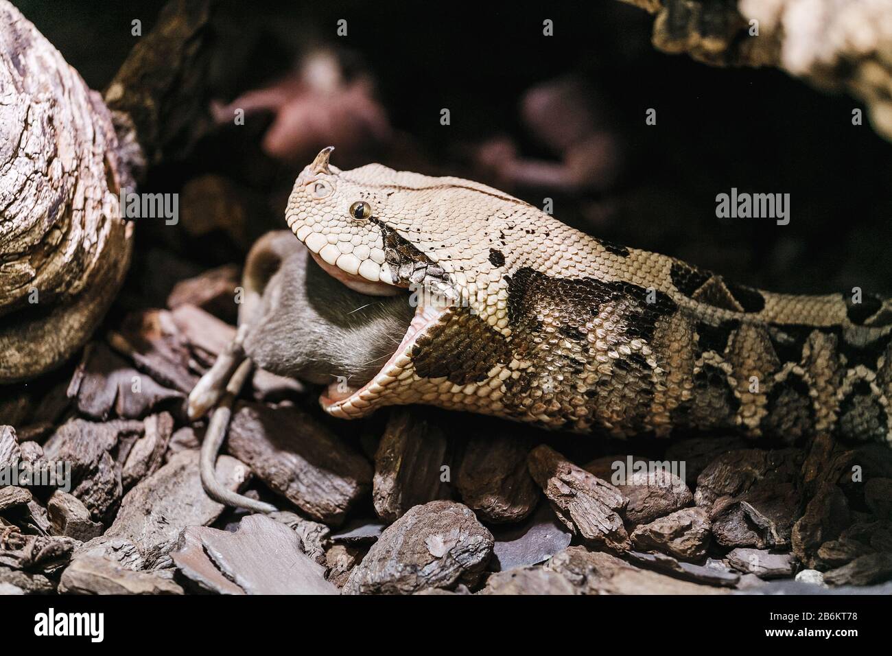 Bitis gabonica oder Gaboon Viper im Zoo essen große Ratte Stockfoto