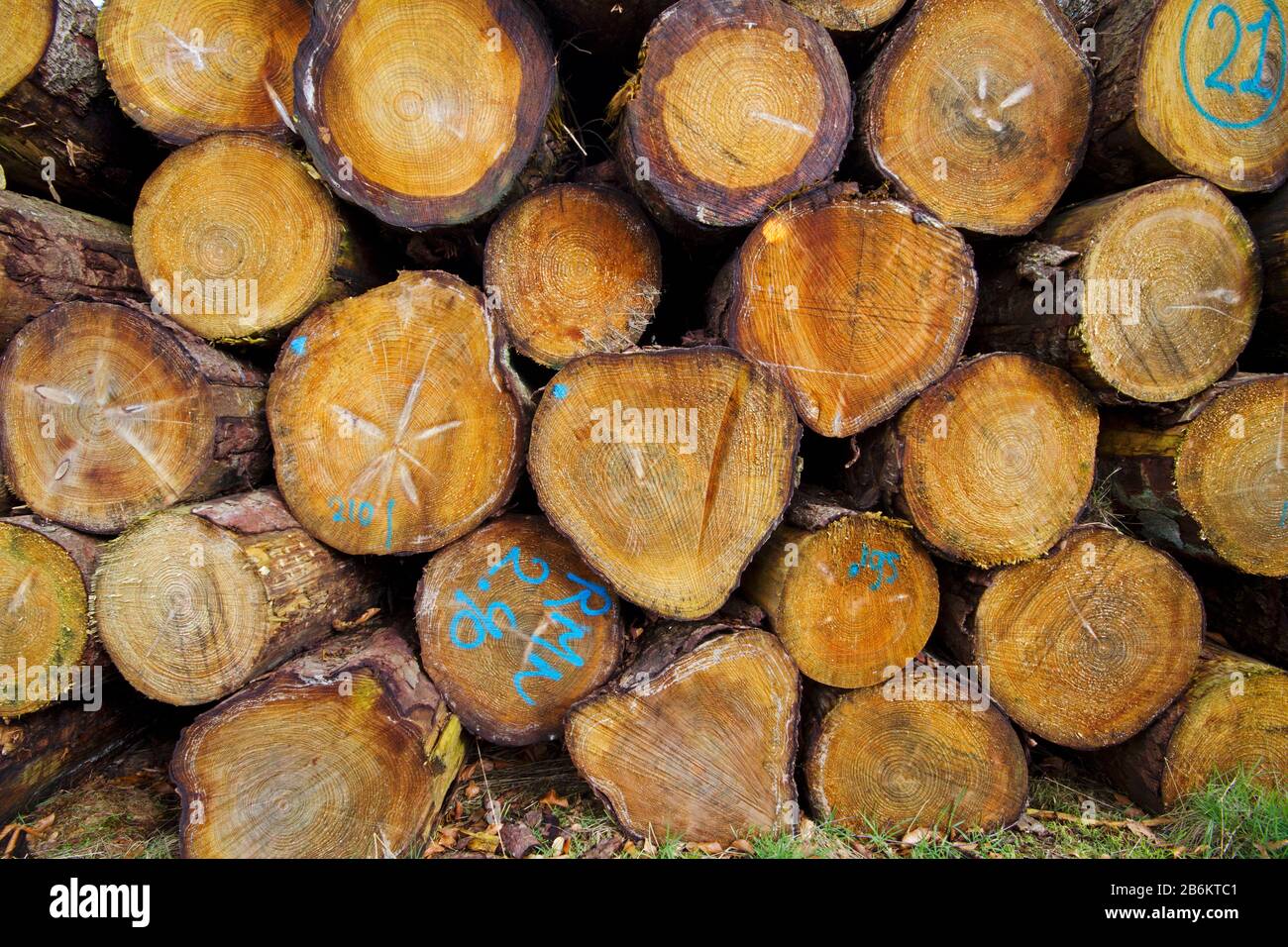 Ernte in der Forstwirtschaft: Baumstammhaufen im Wald Stockfoto