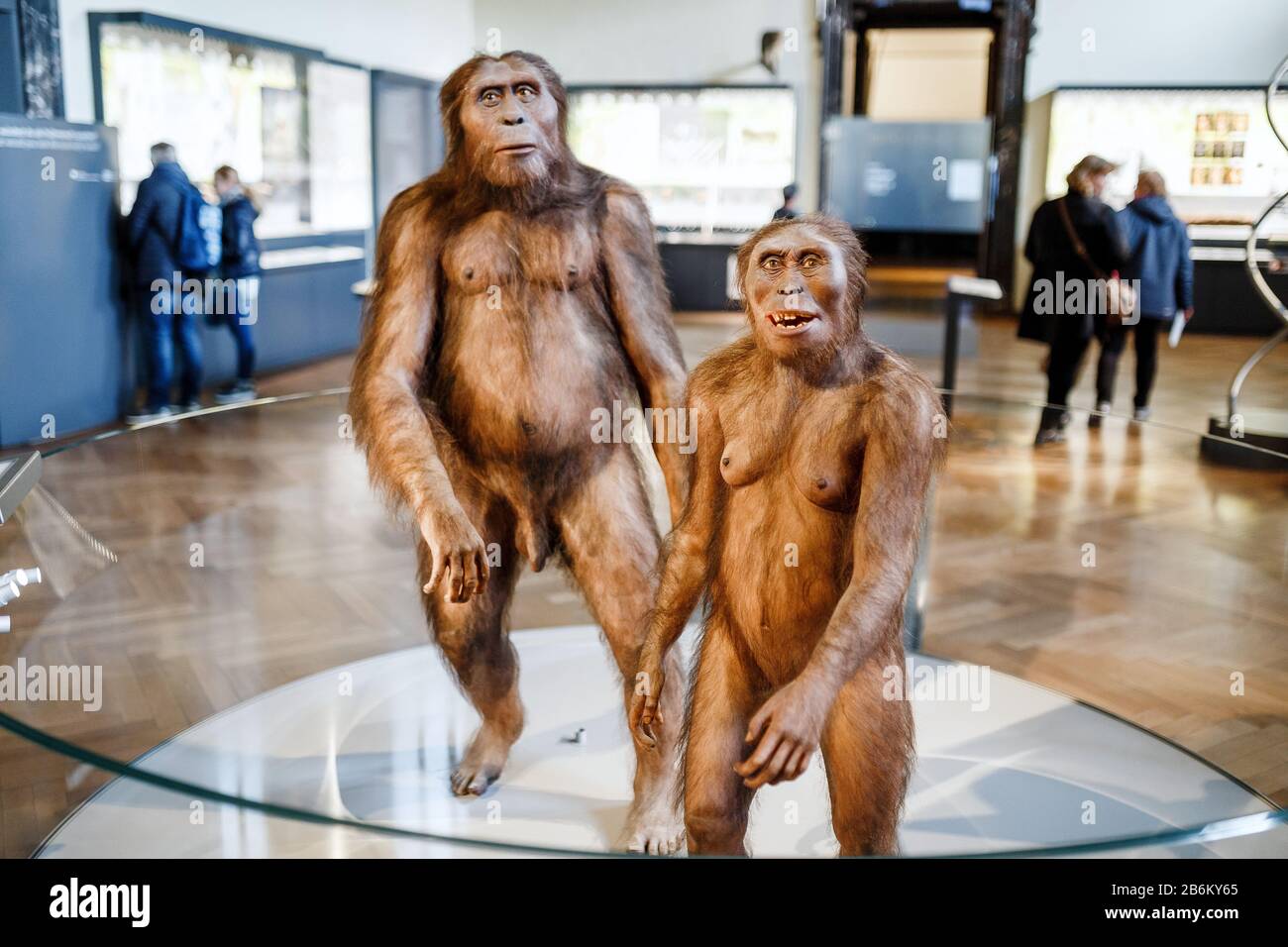24. MÄRZ 2017, WIEN, MUSEUM FÜR NATURGESCHICHTE, ÖSTERREICH: Installation, die die prähistorischen Vorfahren des Menschen Homo erectus demonstriert Stockfoto
