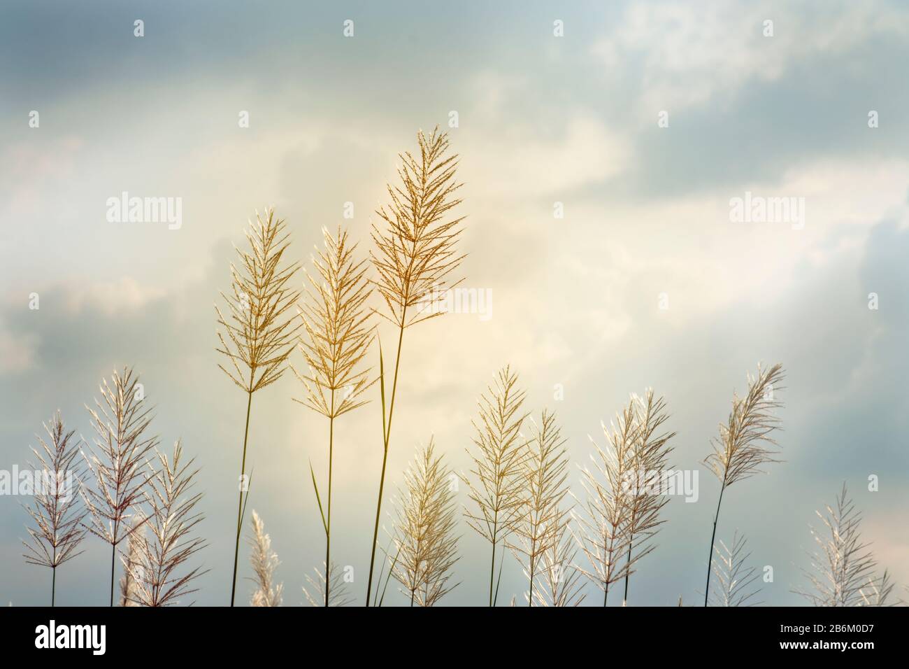 Saccharum Spontaneum Blume auf bewölktem Himmel Hintergrund, goldenes Kans Gras Stockfoto