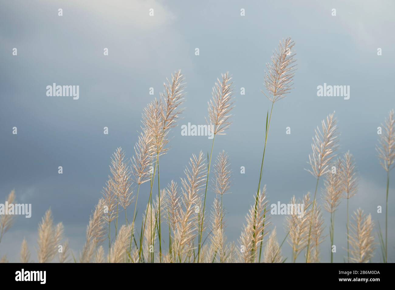 Saccharum Spontaneum Blume auf bewölktem Himmel Hintergrund, goldenes Kans Gras und ruhiges Wetter Stockfoto