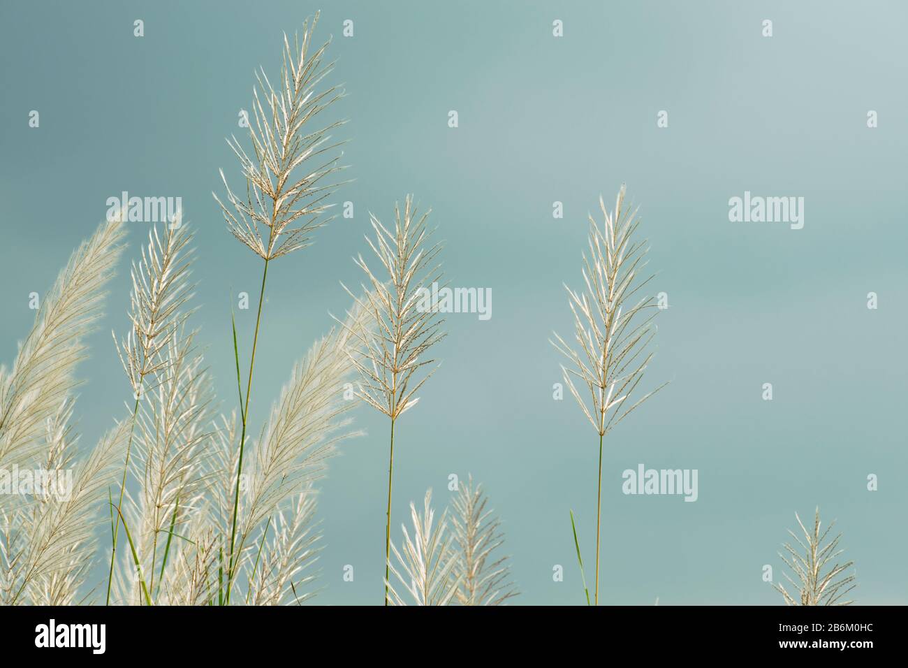 Weiße Kans Grass Blumen auf hellblauem Himmel Hintergrund Stockfoto