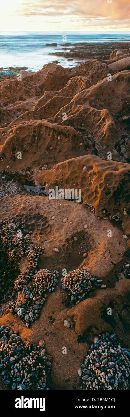 Muschel an der Küste, Bird Rock, La Jolla, San Diego, Kalifornien, USA Stockfoto