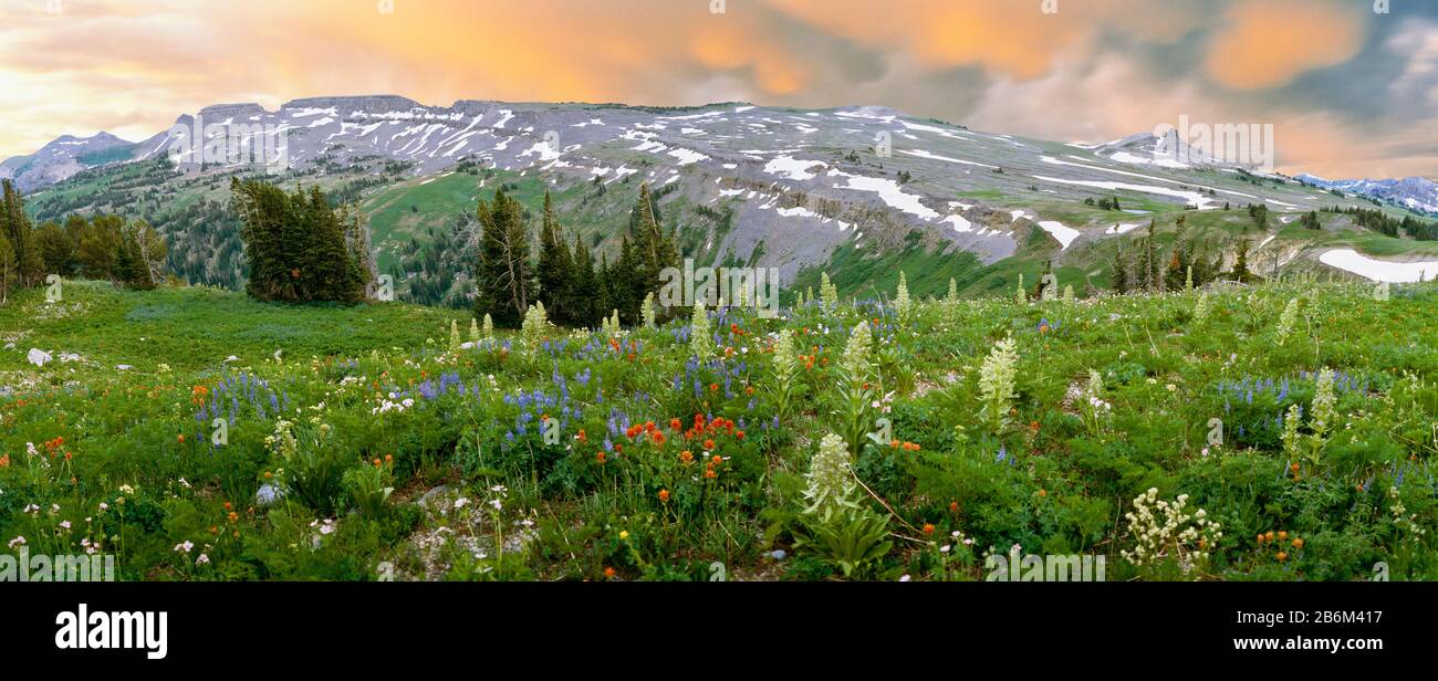 Grüner Gentian erhebt sich über andere Wildblumen (indischer Paintbrush, Lupin und stickiger Geranium) entlang des Schelfeises Des Todes-Canyon, Grand Teton National Park, Wyoming, USA Stockfoto