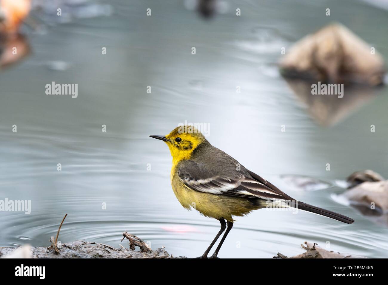 Greybuschchat Stockfoto