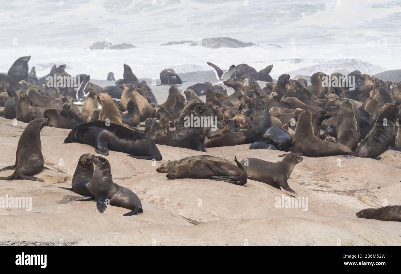Seal Colonies on the Coast, Mowe Bay, Skeleton Coast National Park, Kunene, Namibia Stockfoto
