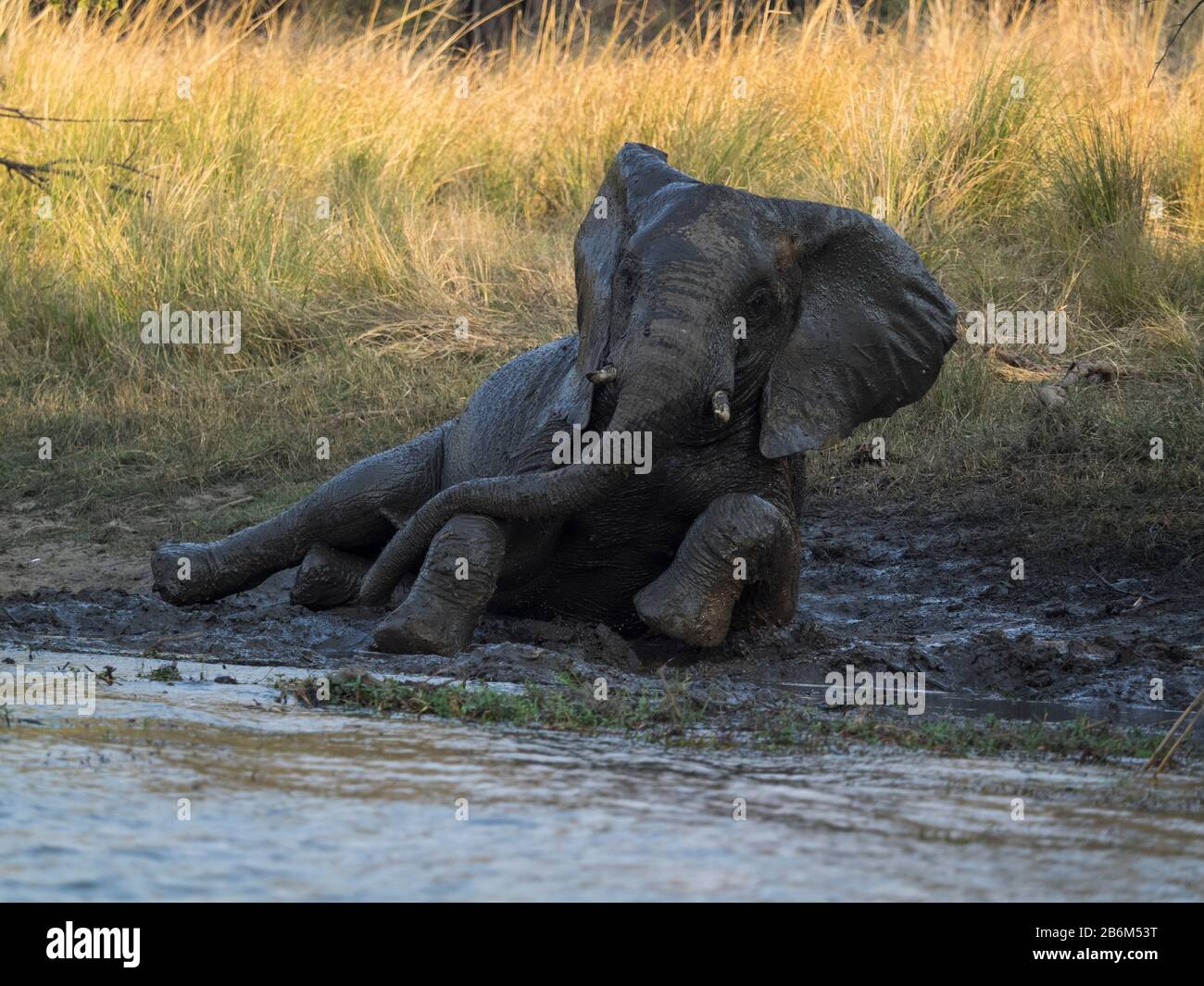 Elefanten, die Schlammbad nehmen, Sambesi River, Livingstone, Sambia Stockfoto